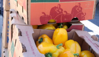 Food For Thought Produce Pickup